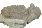 Bargain, Fossil Prochasmops Praecurrens Trilobite - Russia #363120-3